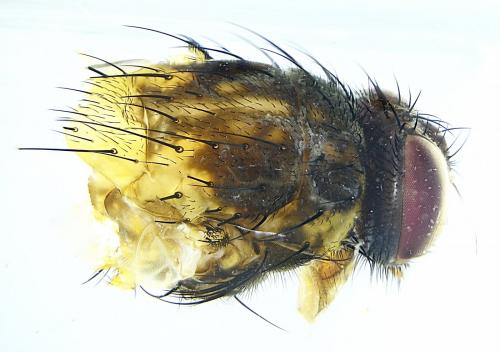 Phaonia subventa